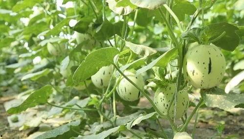 瓜州的西瓜可以免费吃吗,免费品尝甜蜜诱惑  第1张